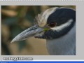 Enhancing photos in CS4 using Noiseware Pro and Topaz Adjust 3 with layer masks.