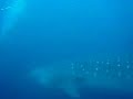 Galapagos Whale Sharks Galapagos Whale Sharks