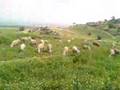 Sidi Harrat Benaissa
