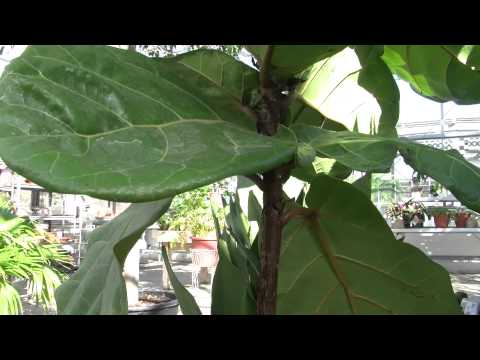 how to care for ficus lyrata