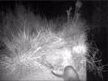 videos de Nutria (Lutra lutra)