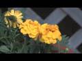 Canon HV20 vs Canon XHA1 high def camcorder showdown