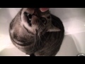BATHTUB CAT?