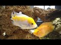 Peixes Ciclideos Africanos