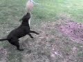 Cesar my staffordshire bullterrier