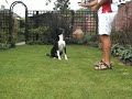Bran The Super Dog