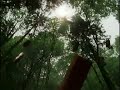 SF forest ident SF forest ident