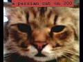 300