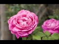 Real Estate New Zealand  379115