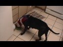 my dog being tarded