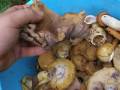 videos de P8157219