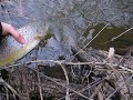 Salmo trutta fario
