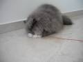 videos de Alfie paws his toy