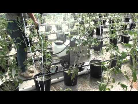 how to adjust od of bacterial culture