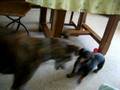 videos de xena et alma
