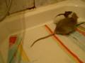 videos de 3iéme presentation de mes rats