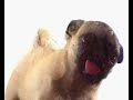 Dog Licking the screen :P