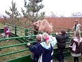 2009-11-20 Camel hump wag
