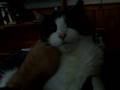 Moaning-Cat