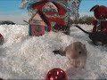 A Gerbils of the Caribbean Christmas
