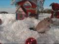 A Gerbils of the Caribbean Christmas