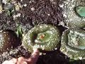 Agate Hunting Roads End Oregon Coast Agate Hunting Roads End Oregon Coast