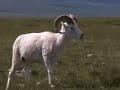 Denali Wildlife Montage