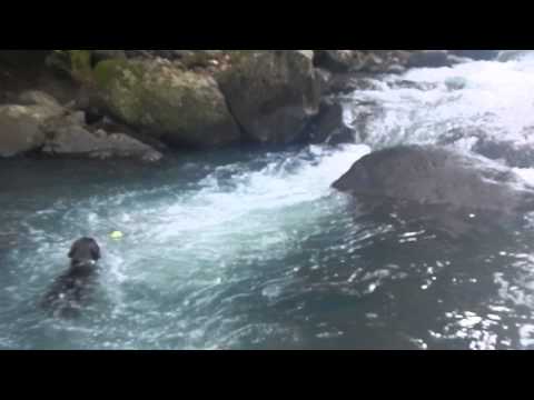 Labradors swimming in a river fed with ice cold spring water