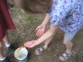 Frog Blog - Last Day