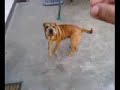 My Shar-pei, pumpy