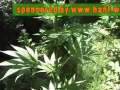 White Rhino 4/2007 cannabis Marijuana marihuana Hanf