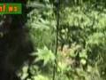 White Rhino 4/2007 cannabis Marijuana marihuana Hanf