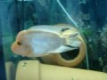 Amphilophus Citrinellus aka Midas Cichlid Pair with 1 fry. 8/11/09