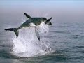 great white shark jumping