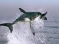 great white shark jumping