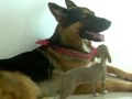 chihuahueña tirandosele a pastor aleman