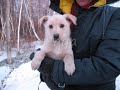 videohuskycroisé.wmv