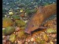 Freshwater fish of NSW Australia part 1 Freshwater fish of NSW Australia part 1