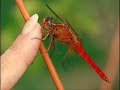 dragonfly Touching Humans dragonfly Touching Humans