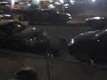 cat fight cat fight