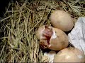 Chick Hatching
