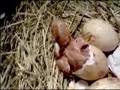 Chick Hatching