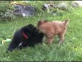 Newfie and Wheaton puppy playing