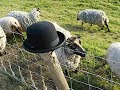 le chapeau & sheep