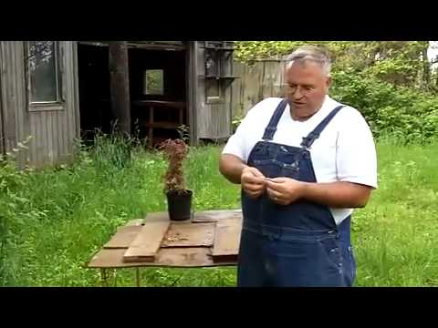 how to fertilize japanese red maple