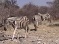 videos de Namibia - Etosha Park - A lot of game