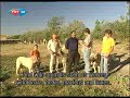 TURKISH Dog Sivas Kangal vs. Breeding Farm Sivas Kangal