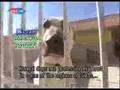 TURKISH Dog Sivas Kangal vs. Breeding Farm Sivas Kangal