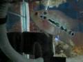 videos de Casper, the blue phoenix flowerhorn