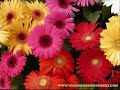 BUONA PASQUA........